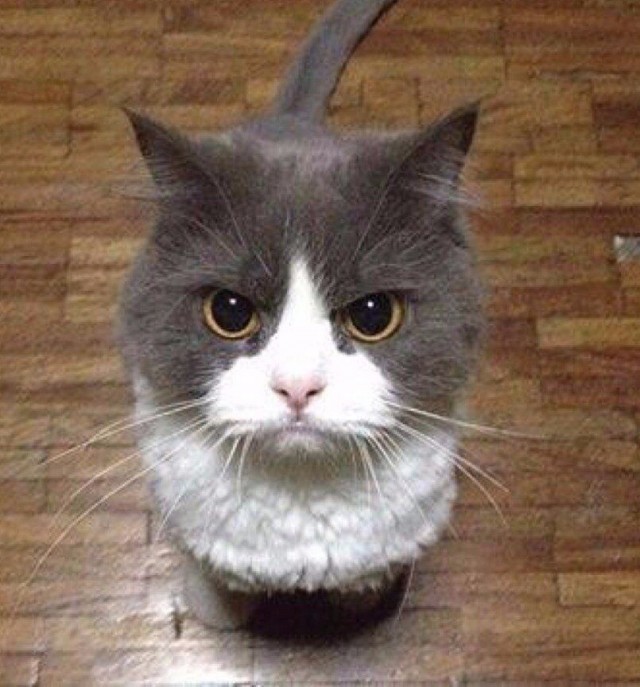 Кошка терпеливо ждала своего человека