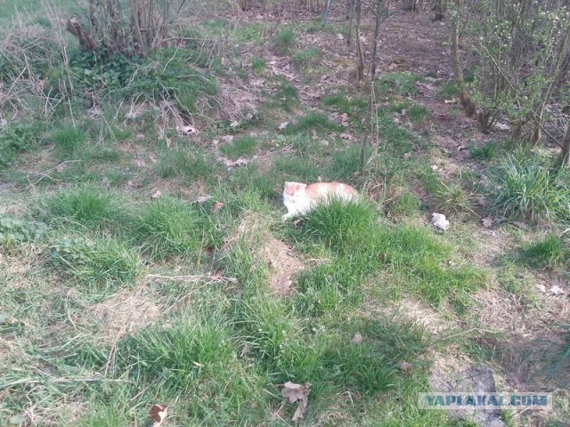 Жизнь домашнего приюта для котеек 491