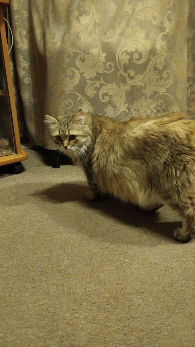 Котовторник