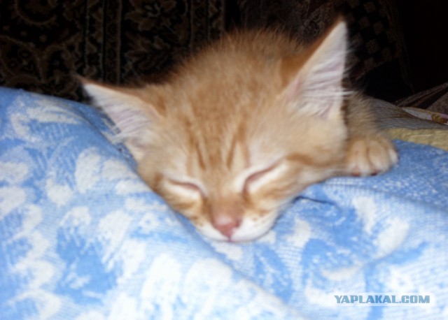 Котовторник 21.05.2013