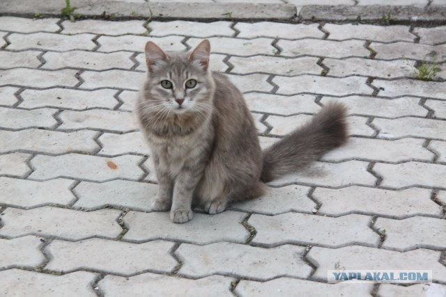 Котовторник 21.05.2013
