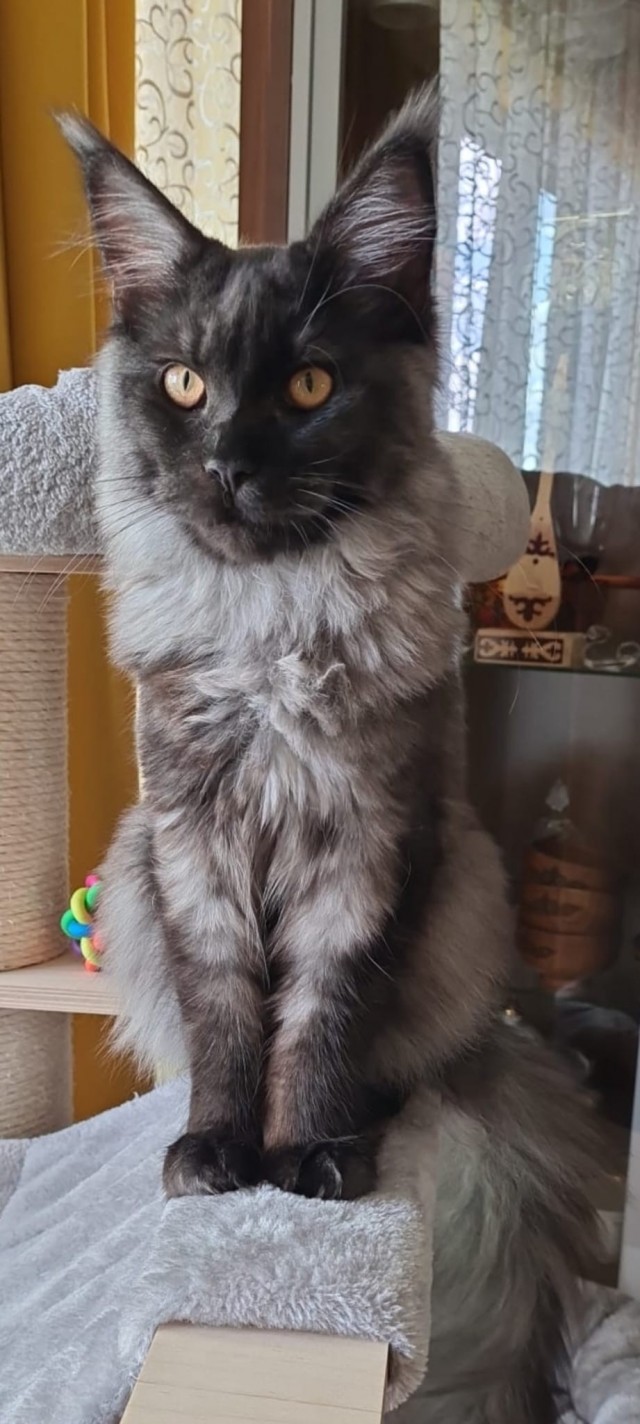 Котовторник: групполизинг