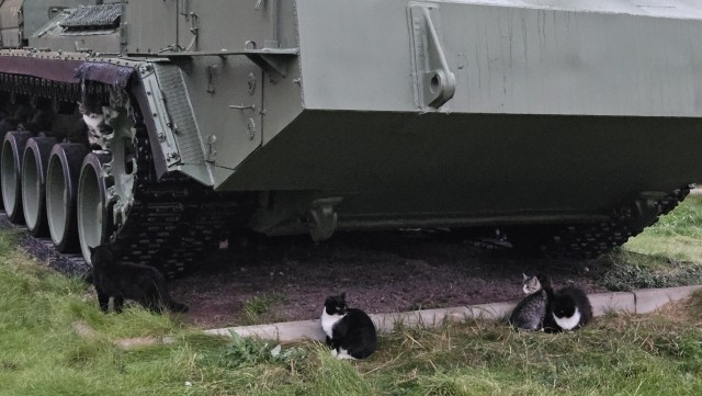 С Котовторником!