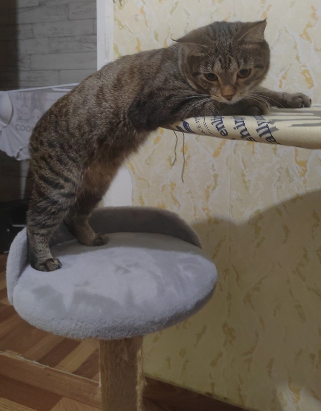 12 самых смешных котов в истории комического конкурса Comedy Pet Photography Awards