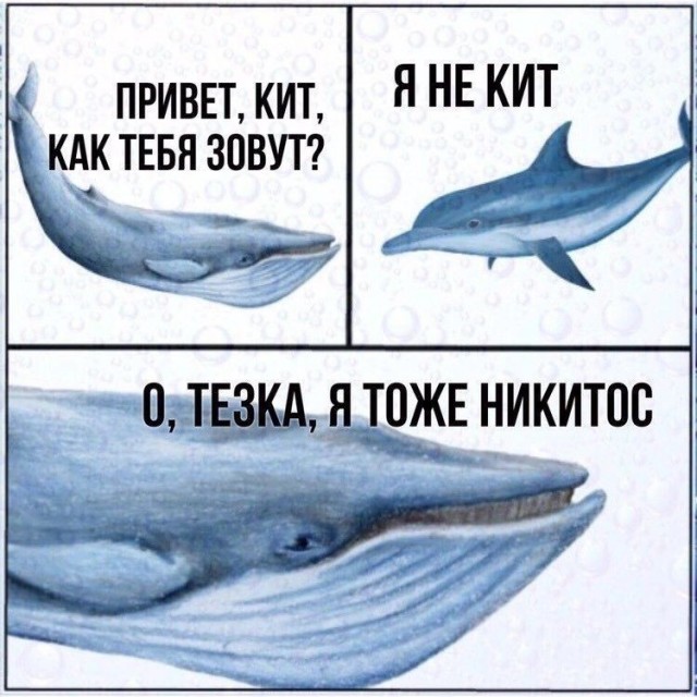 Самый грозный хищник океана не акула — его боятся даже косатки