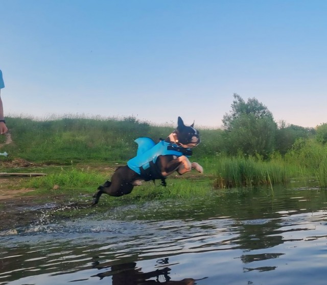 Собакочетверг!