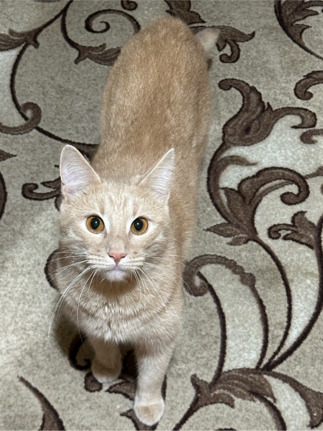 Принимайте в ряды которабов