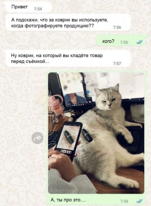 К котовторнику: подборка картинок-баянов с котиками и про котиков. Выпуск 27.