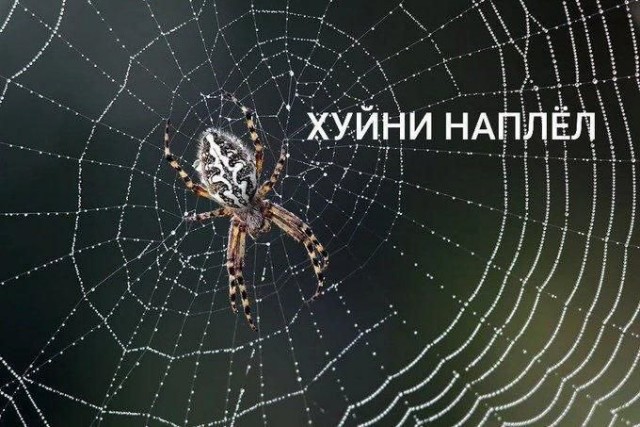 Картинки для деградации 171 (разной степени свежести)