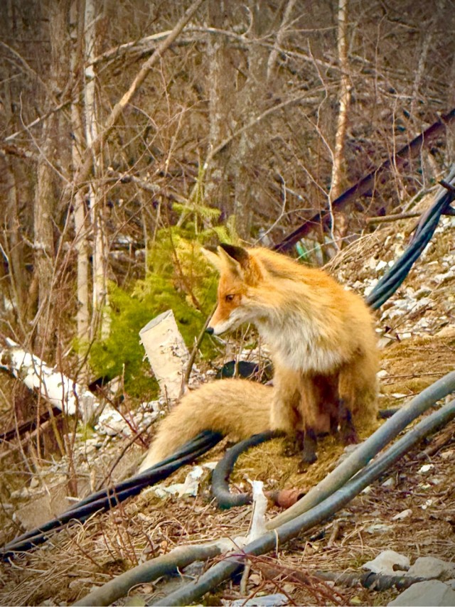 Просто немного фотографий
