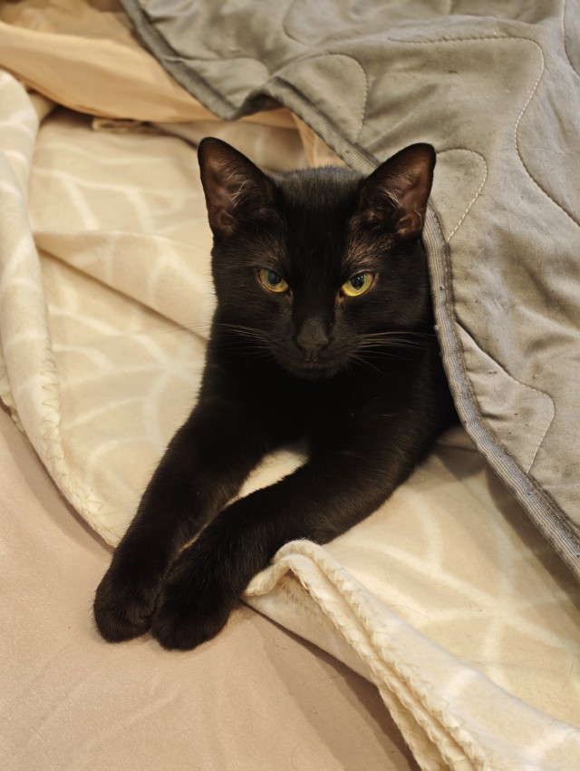Котовторник наступил;)