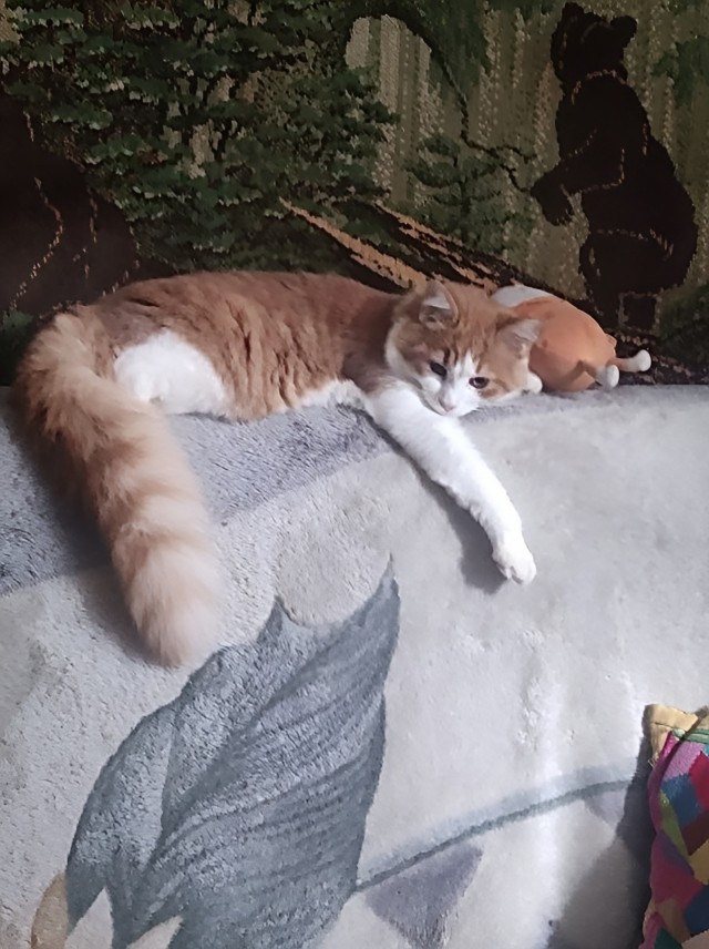 Котовторник 29.09.2026