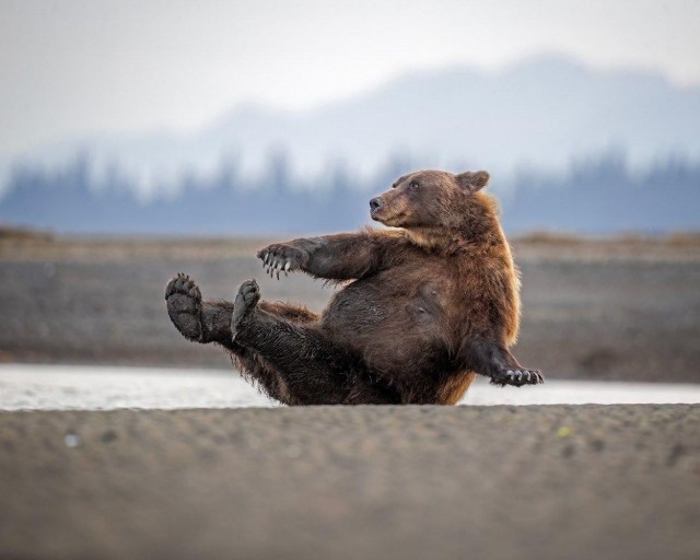 Снимки финалистов конкурса Nikon Comedy Wildlife Awards 2026
