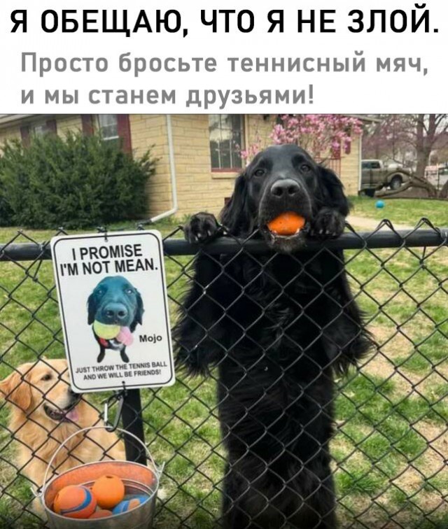 Подборка картинок к собакочетвергу