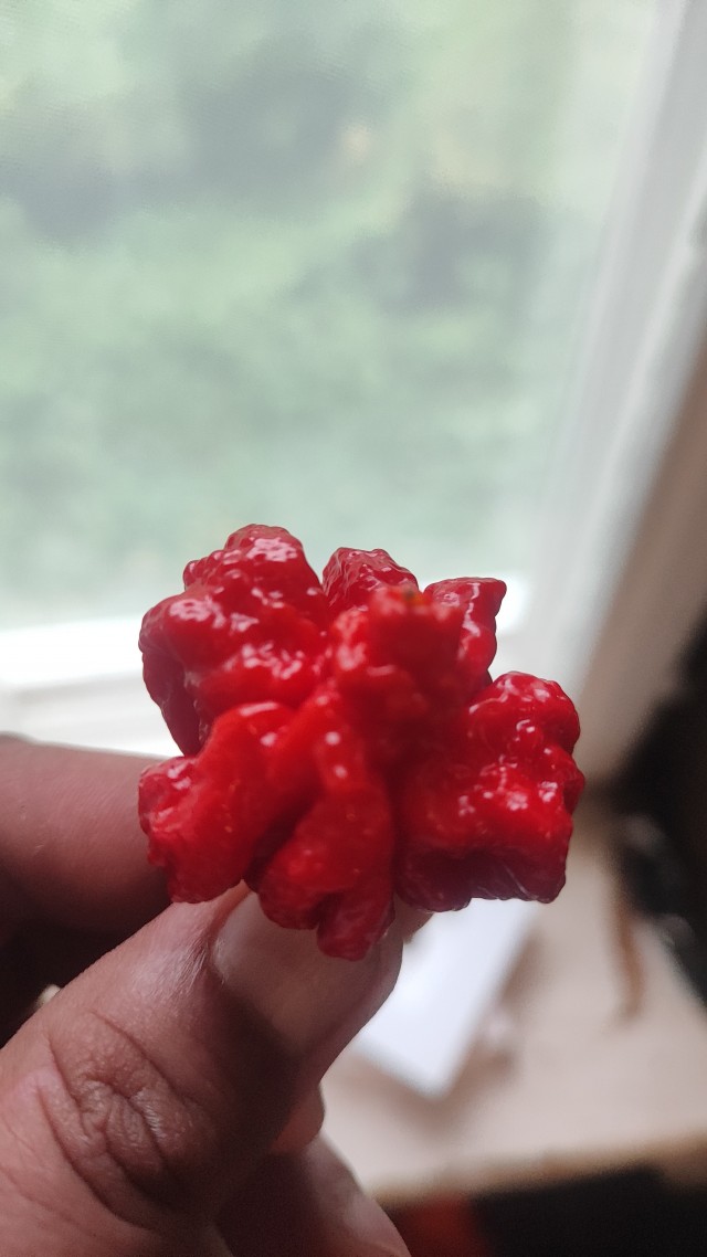 Каролинский жнец