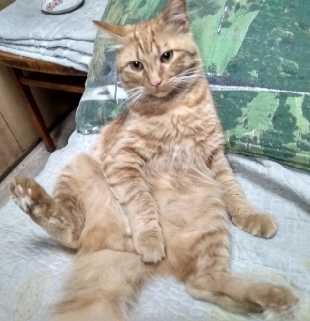 К-котовторник