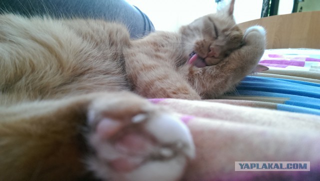 Котовторник  28.01.14