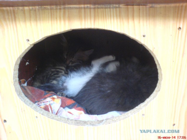 Котовторник 17.06.2014