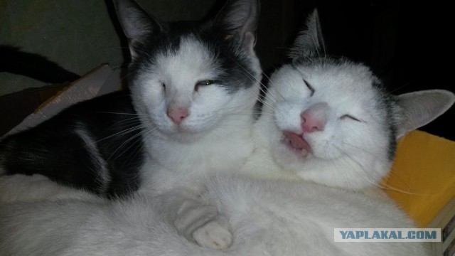 Котовторник 01.07.2014
