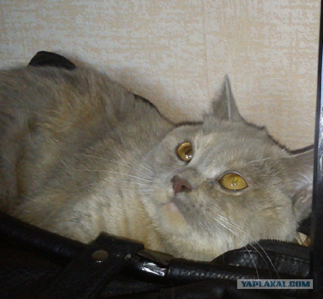 Котовторник 15.07.2014.
