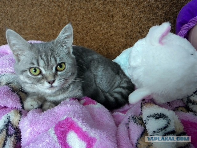 Котовторник 26.08.14.