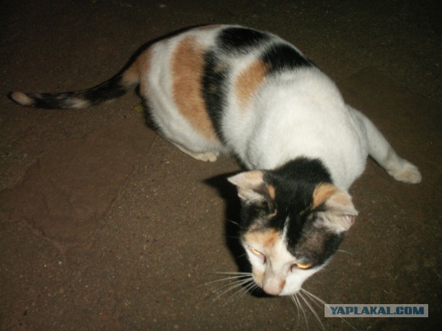 2557. Таиланд. Паттая. Джомтьен.