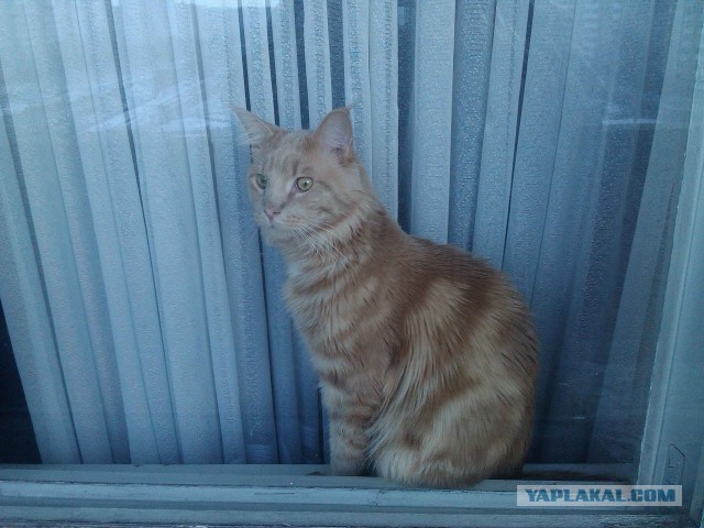 Котовторник 2.12.14