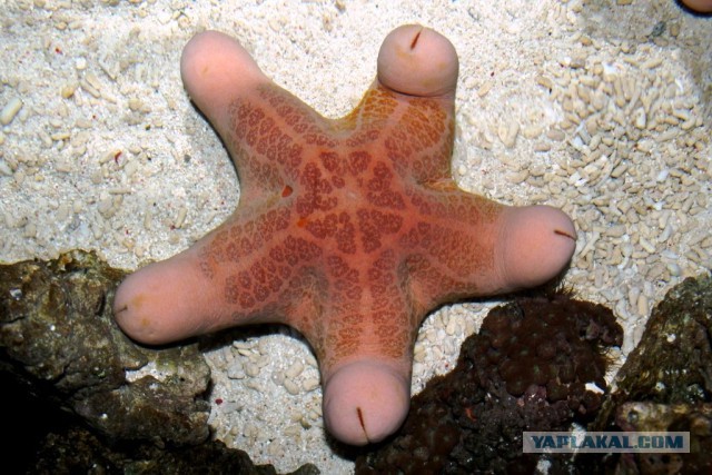 Это прекрасное создание!