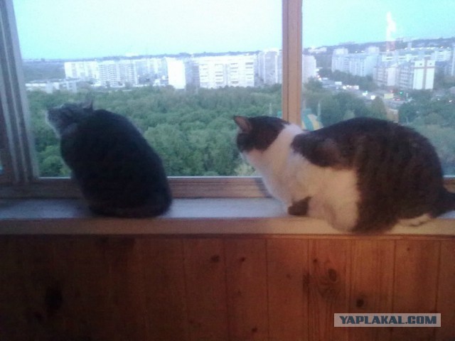 Котовторник
