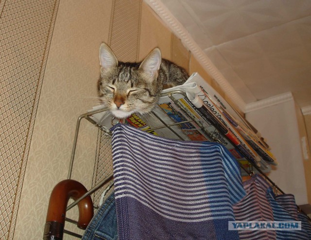 Кошка Дуська повзрослела)