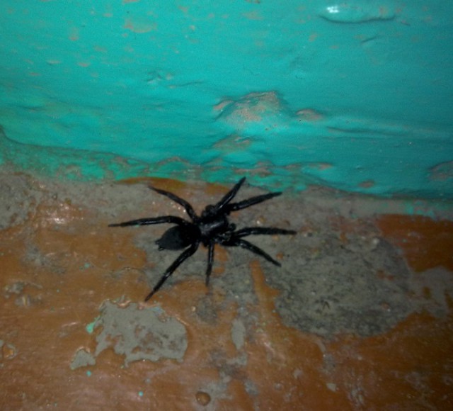 Фото устрашающих пауков