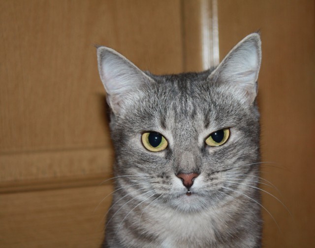 Котовторник 7.07.2015
