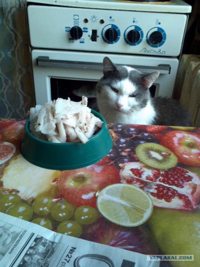 Котовторник 29-09-2015,