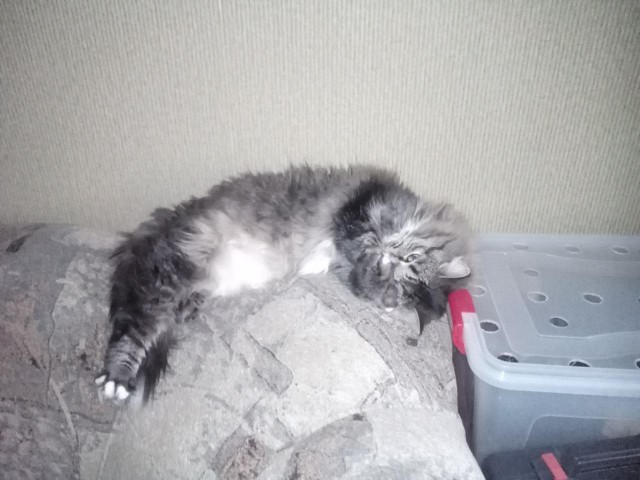 Котовторник  27.10.2015