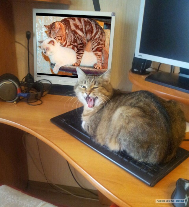 Не все котики одинаково фотогеничны