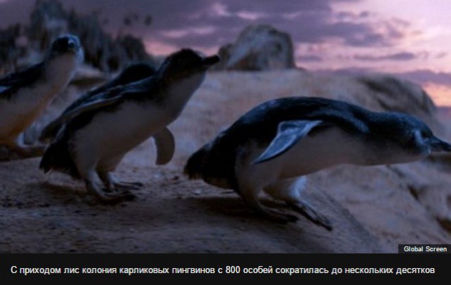 Собаки спасли колонию карликовых пингвинов от лис