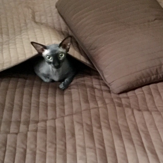 Котовторник 16.02.16