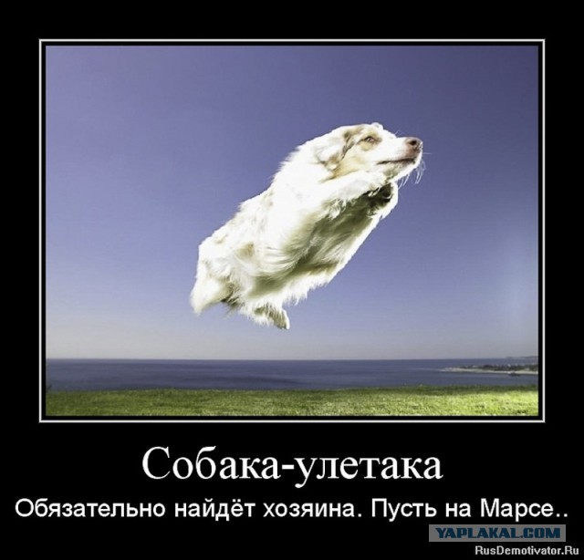 Пёс вернулся домой через 10 лет