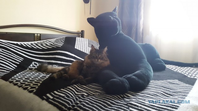Котовторник  01.03.2016