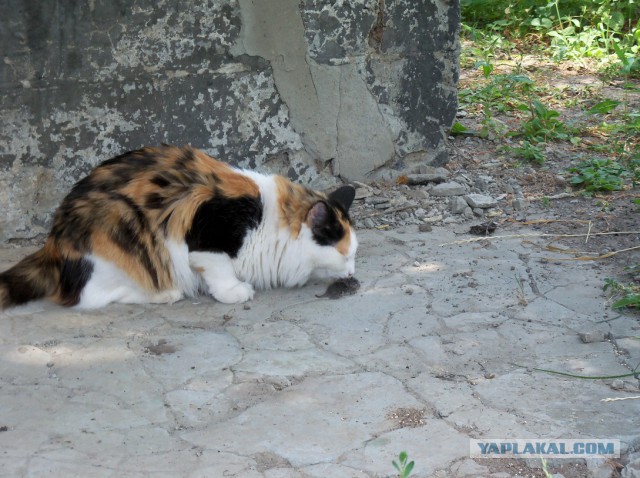 Котовторник 04.10.16