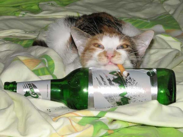 Коты из сети