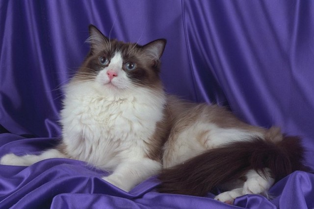 Коты из сети