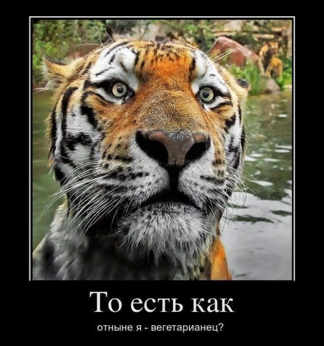 Немножко картинок с буквами, типа демотиваторы