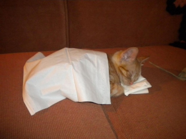 Коты из сети