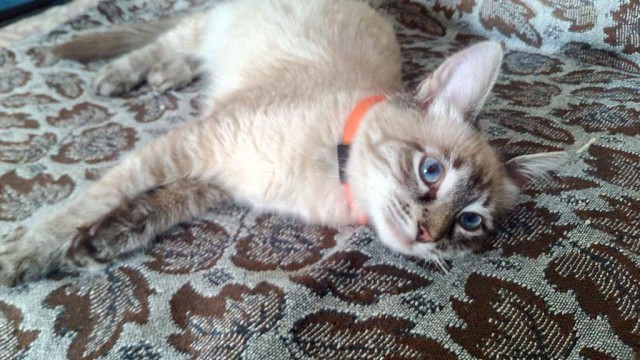 Котовторник  14.02.2017