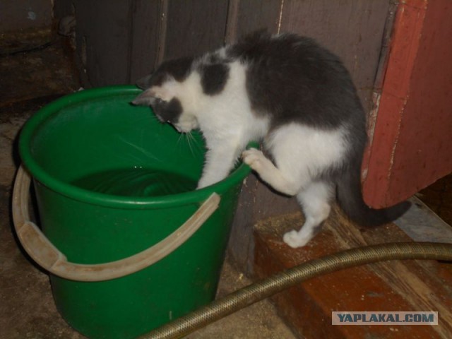 Жизнь домашнего приюта для котеек 156
