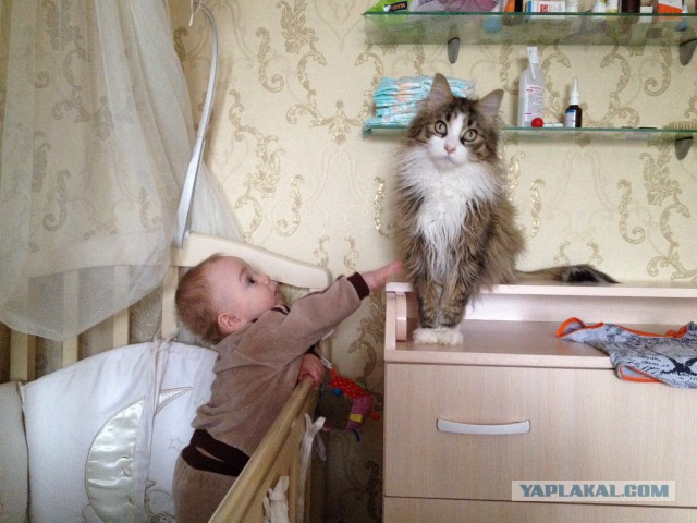 25 смешных котов, которые наотрез отказываются вести себя как нормальные животные