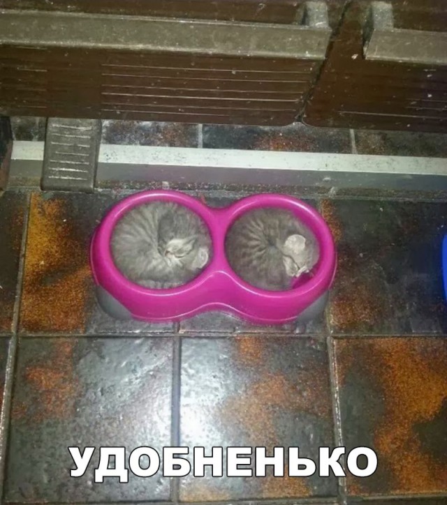 Прикольных котов пост