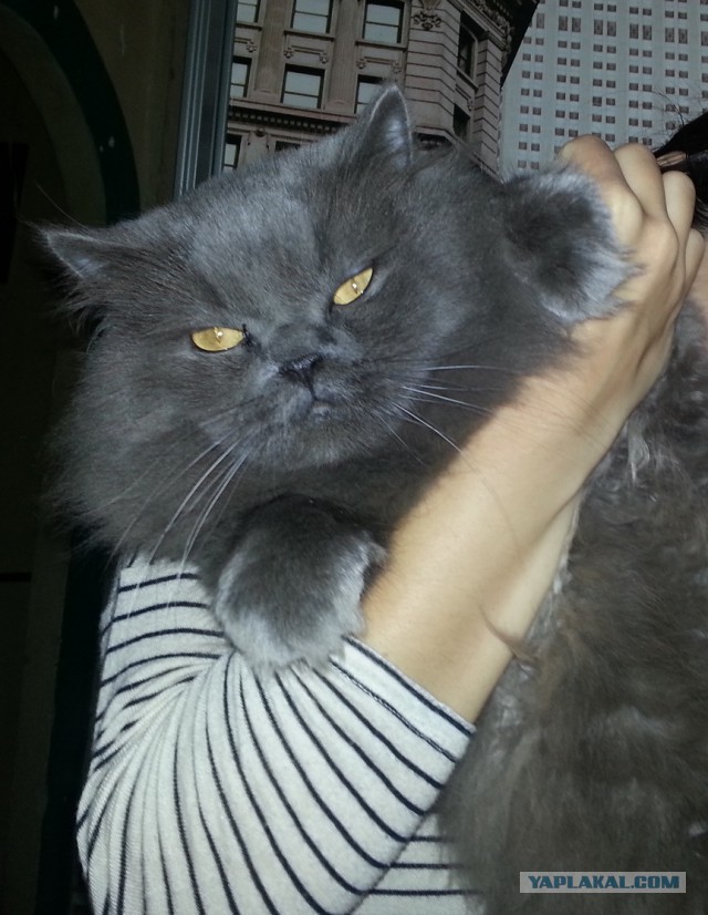 Котовторник 27.03.2018