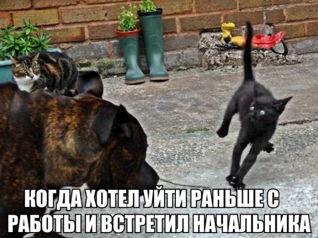 Нестандартный юмор